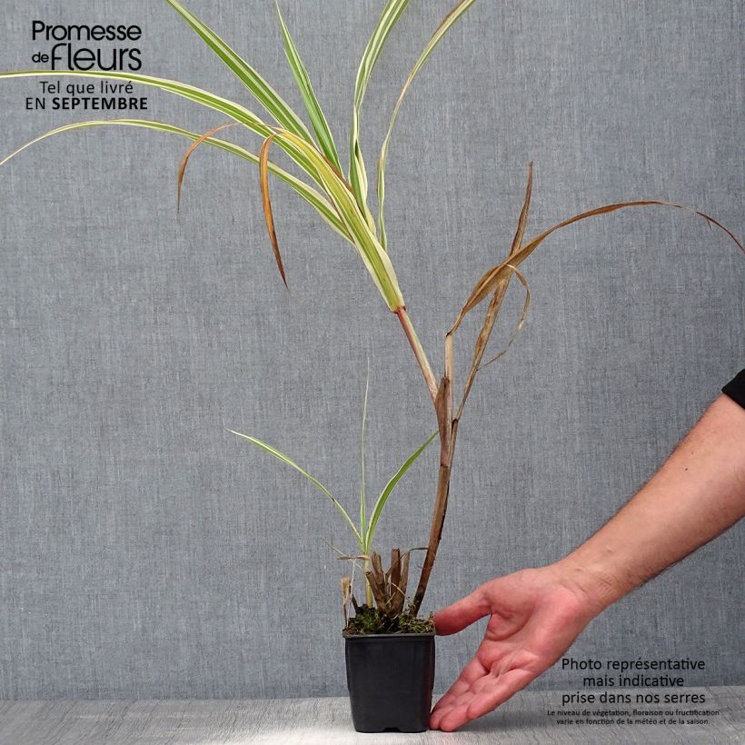 Miscanthus sinensis var. condensatus Cosmopolitan - Silvergrass 8/9 cm pot sample as delivered in summer