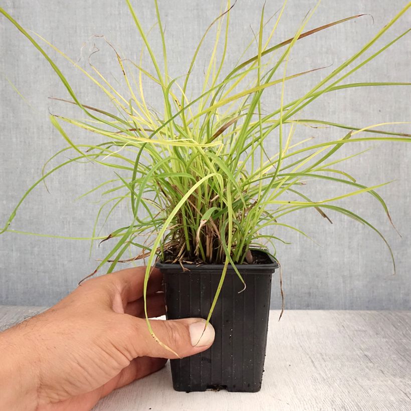 Miscanthus sinensis Cute One - Silvergrass 8/9 cm pot sample as delivered in summer