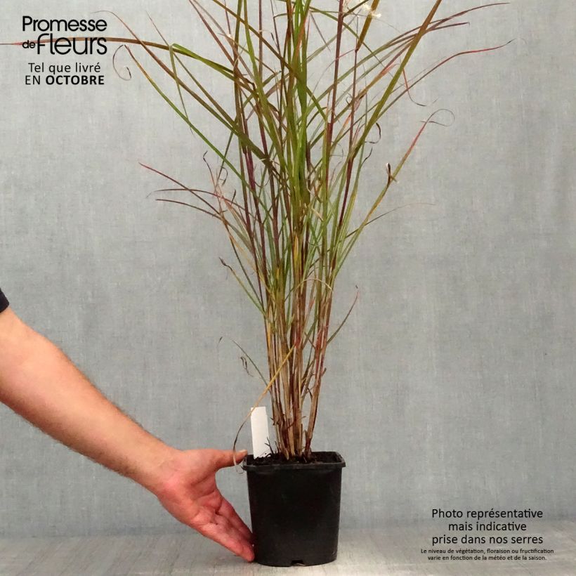 Miscanthus sinensis Dronning Ingrid - Roseau de Chine en godet de 9 cm sample as delivered in autumn