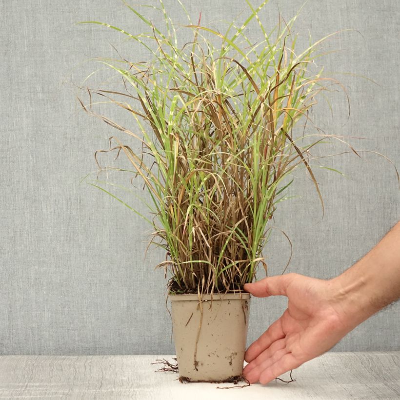 Miscanthus sinensis Etincelle - Silvergrass 8/9 cm pot sample as delivered in summer