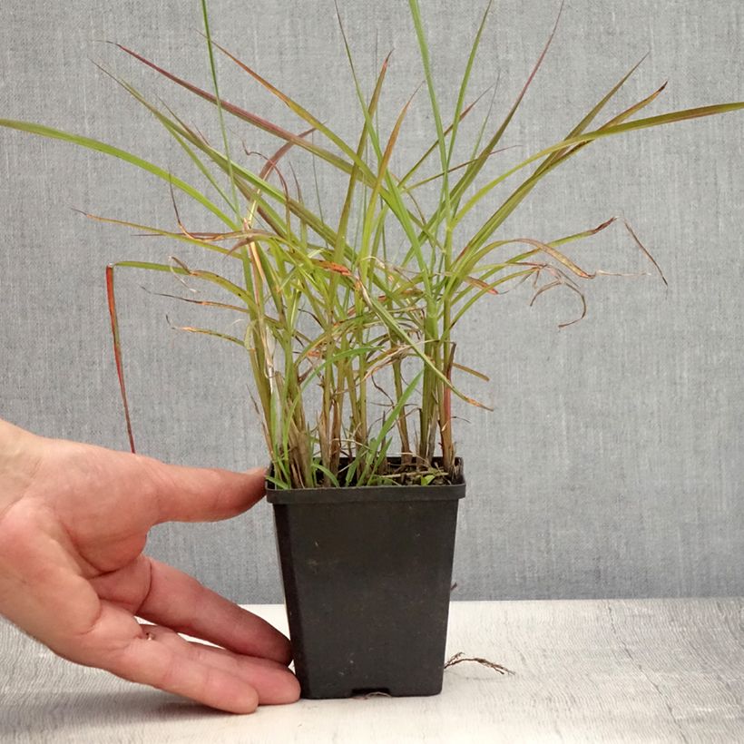 Miscanthus sinensis Ferner Osten - Silvergrass 8/9 cm pot sample as delivered in summer