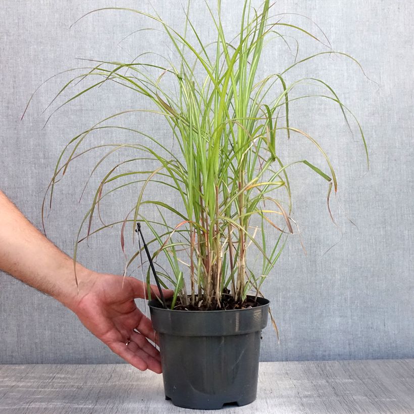 Miscanthus sinensis Flamingo - Silvergrass 2L/3L pot sample as delivered in summer