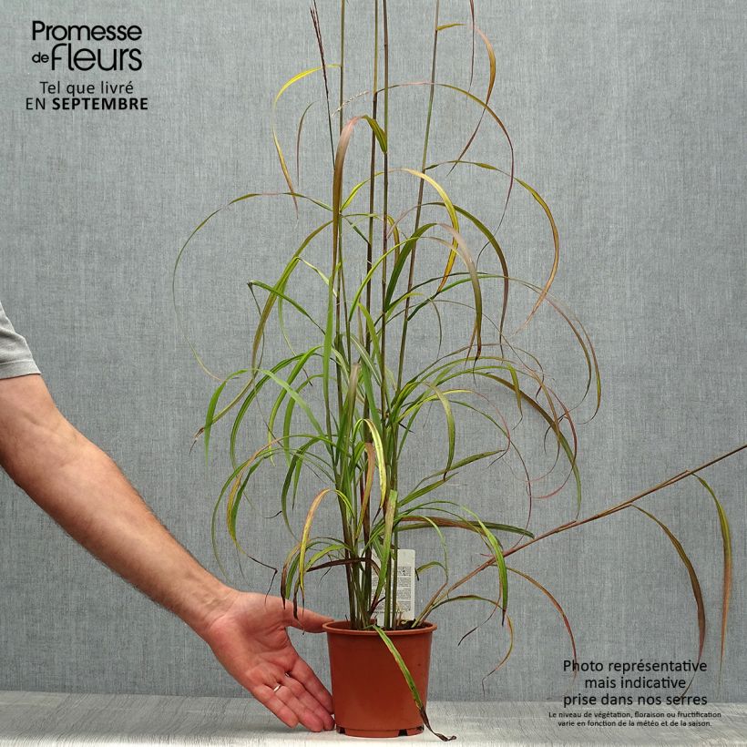 Miscanthus sinensis Ghana - Silvergrass 1L/1.5L pot sample as delivered in autumn