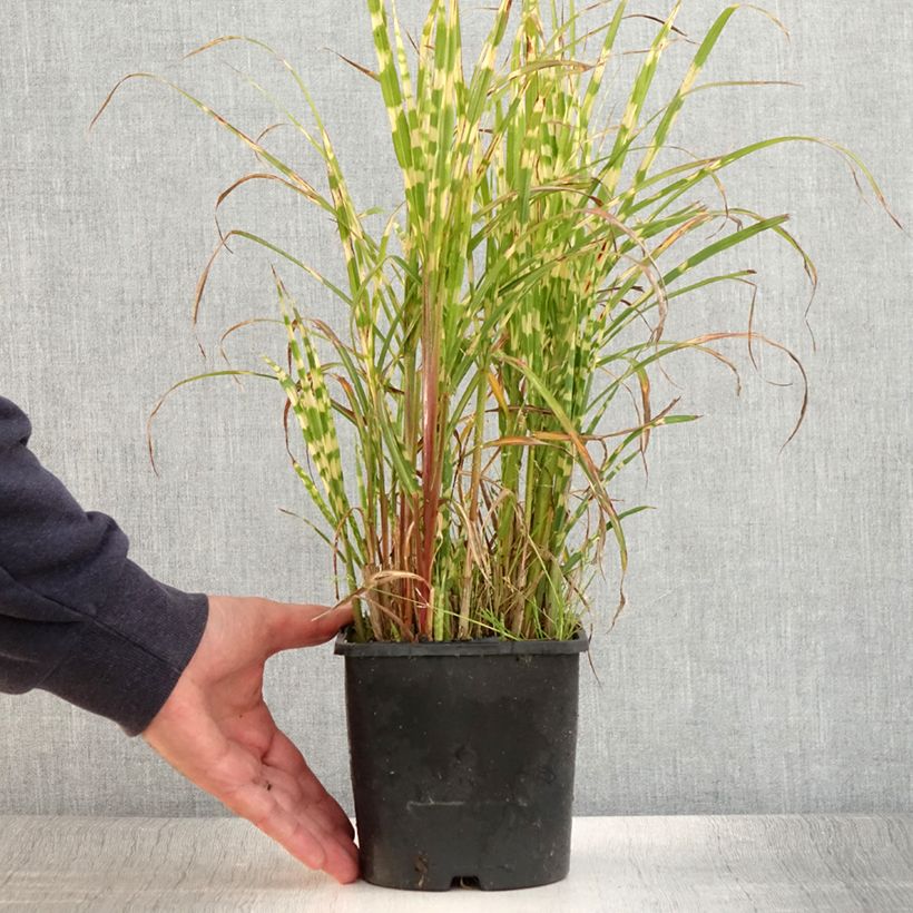 Miscanthus sinensis Gold Bar - Silvergrass 2L/3L pot sample as delivered in summer