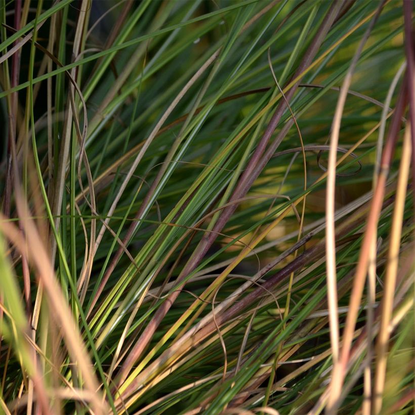Miscanthus sinensis Gracillimus - Silvergrass (Foliage)