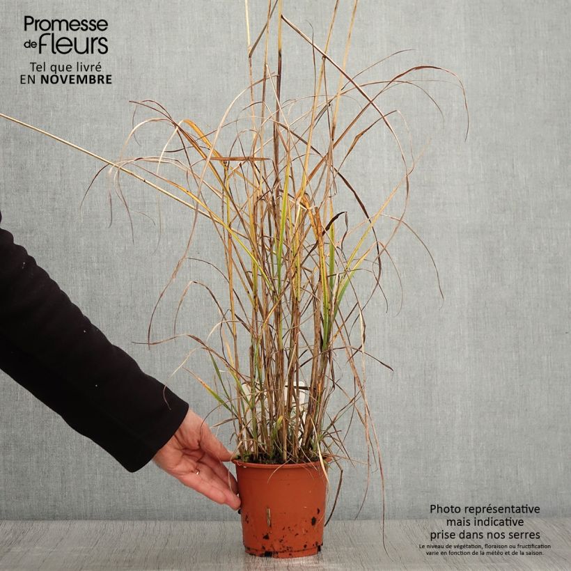 Miscanthus sinensis Kaskade - Roseau de Chine en pot de 1L/1.5L sample as delivered in autumn