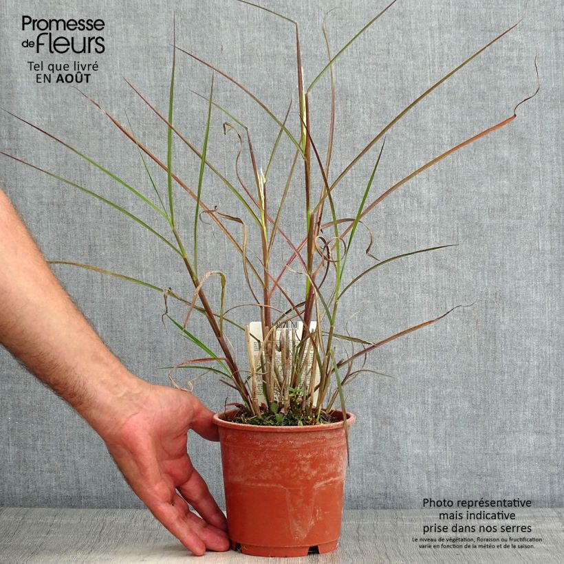 Miscanthus sinensis Kaskade - Silvergrass 1L/1.5L pot sample as delivered in summer