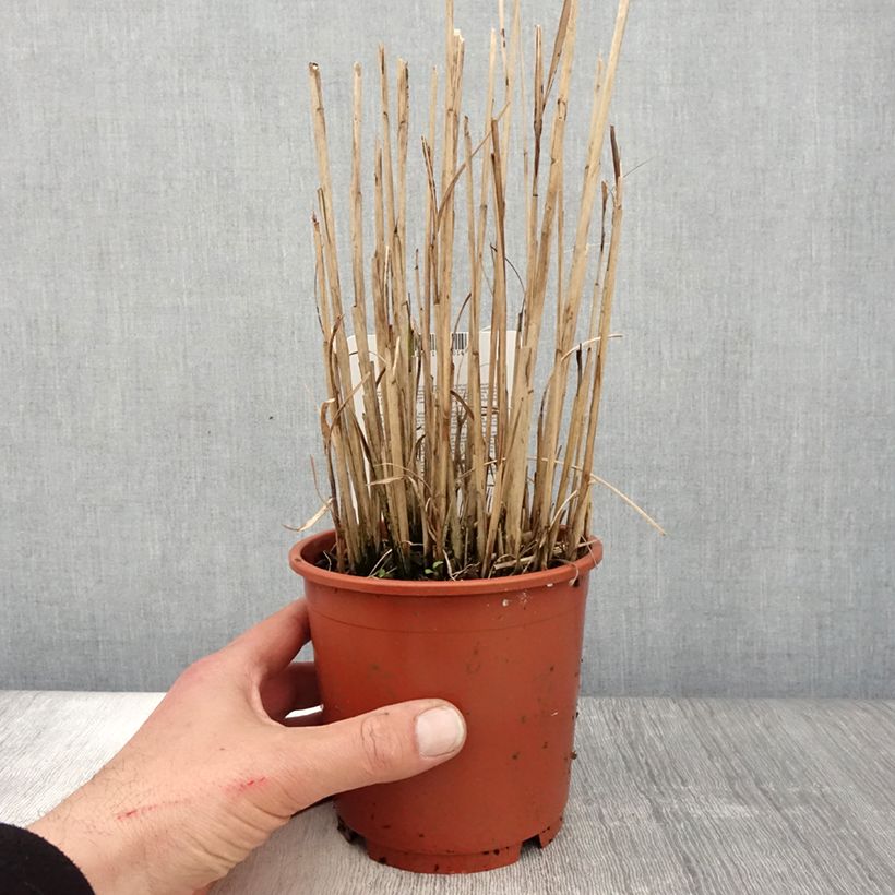 Miscanthus sinensis Kaskade - Roseau de Chine en pot de 1L/1.5L sample as delivered in spring