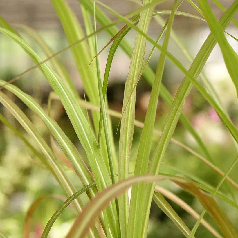 Miscanthus sinensis Kaskade - Silvergrass (Foliage)