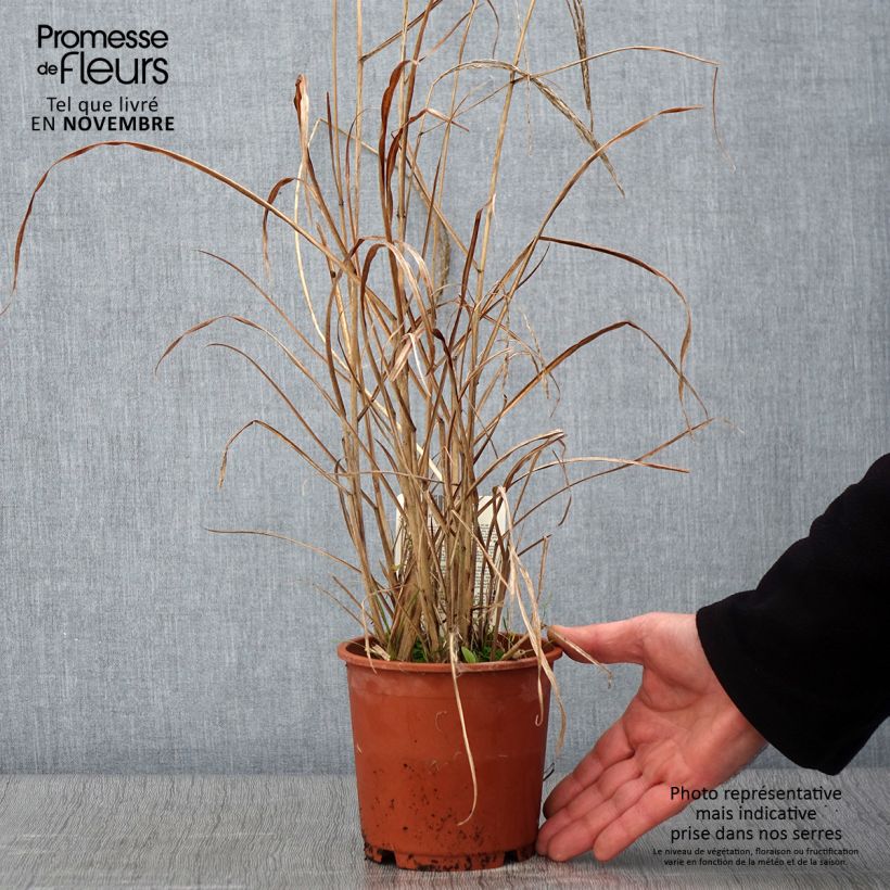 Miscanthus sinensis Kleine Fontäne (Petite Fontaine) en pot de 1L/1.5L sample as delivered in autumn