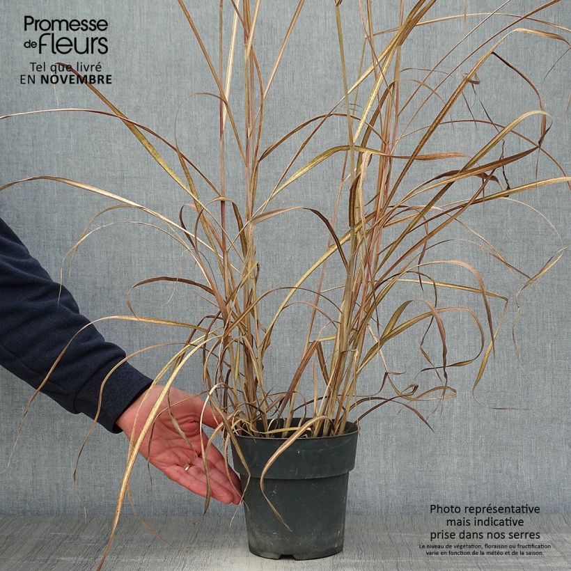 Miscanthus sinensis Kleine Fontäne (Petite Fontaine) en pot de 4L/5L sample as delivered in autumn