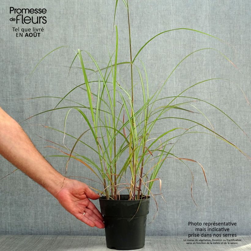 Miscanthus sinensis 'Kleine Fontäne' (Petite Fontaine) 3L/4L pot sample as delivered in summer