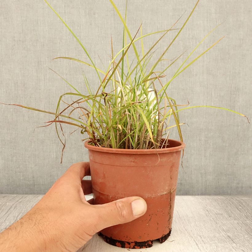 Miscanthus sinensis Kleine Silberspinne - Silvergrass 1L/1.5L pot sample as delivered in summer