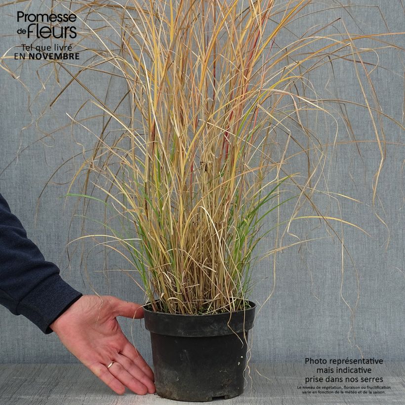 Miscanthus sinensis Kleine Silberspinne - pot de 4L/5L sample as delivered in autumn