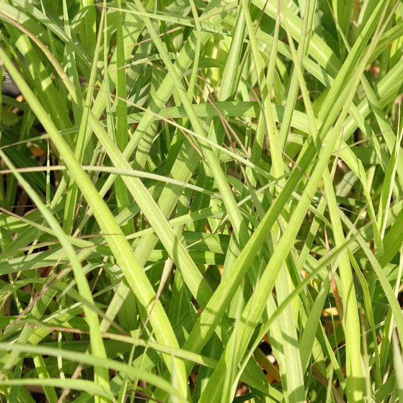 Miscanthus sinensis Krater - Silvergrass (Foliage)