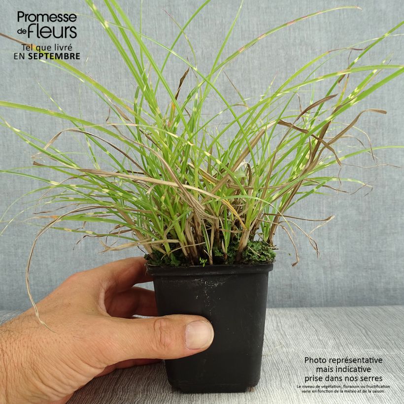 Miscanthus sinensis Little Zebra - Silvergrass 8/9 cm pot sample as delivered in summer
