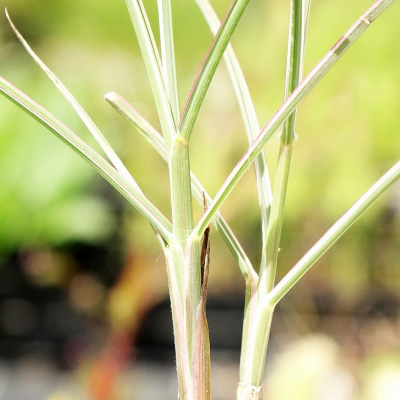 Miscanthus sinensis Morning Bright - Silvergrass (Foliage)