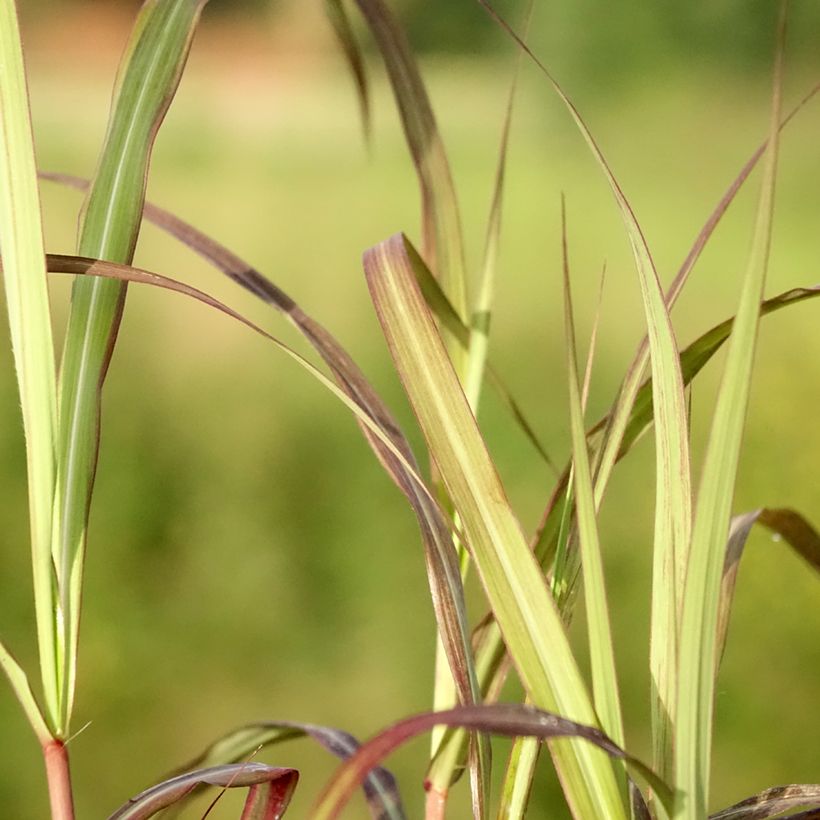 Miscanthus sinensis Nippon - Silvergrass (Foliage)