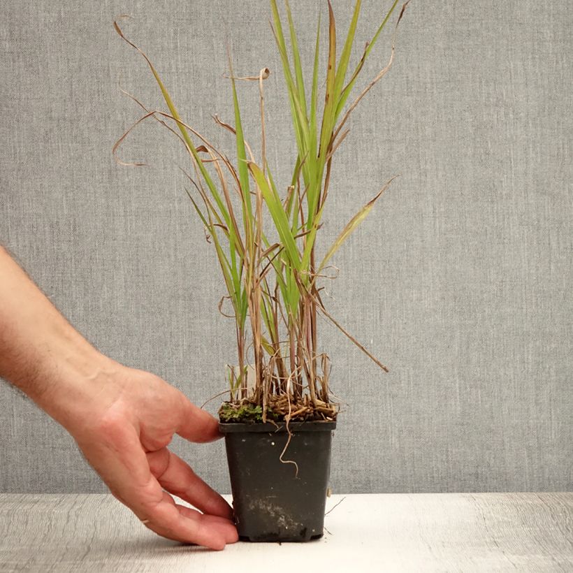 Miscanthus sinensis Purpurascens - Silvergrass 8/9 cm pot sample as delivered in summer