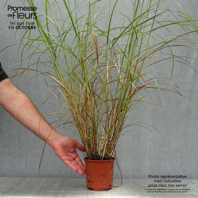 Miscanthus sinensis Red Chief - Silvergrass 1.5L/2L pot sample as delivered in autumn