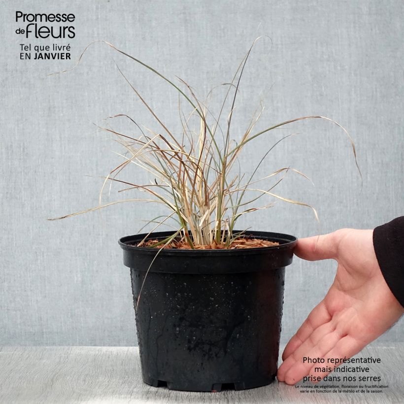 Miscanthus sinensis Red Chief - Roseau de Chine Pot de 1.5L/2L sample as delivered in winter