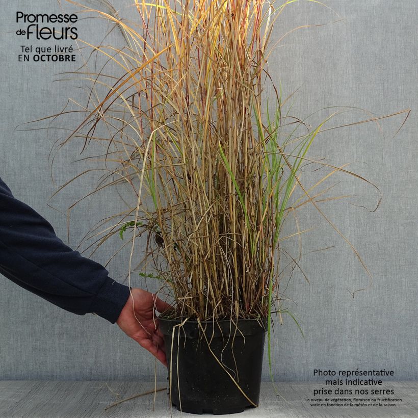 Miscanthus sinensis Red Chief - Roseau de Chine - Pot de 4L/5L sample as delivered in autumn