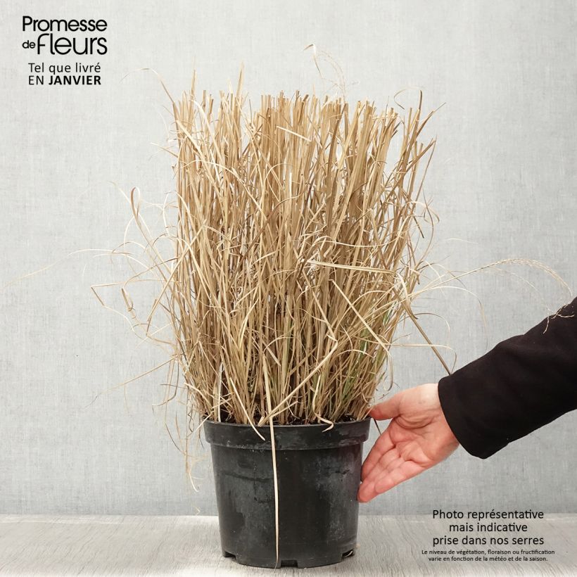 Miscanthus sinensis Red Chief - Roseau de Chine - Pot de 4L/5L sample as delivered in winter