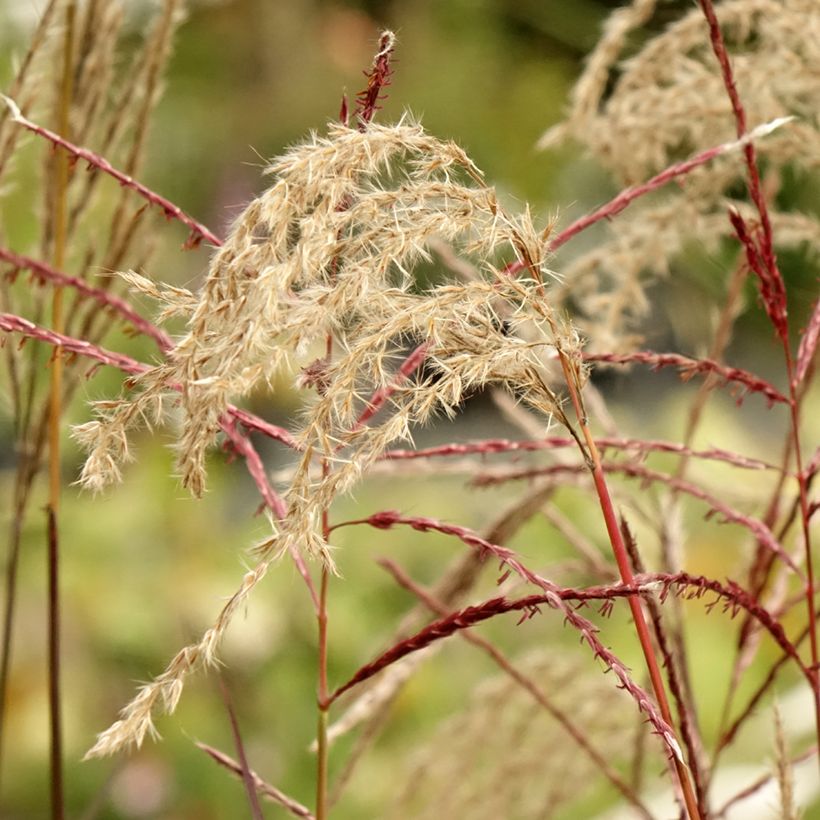 Miscanthus sinensis Samurai - Silvergrass (Flowering)