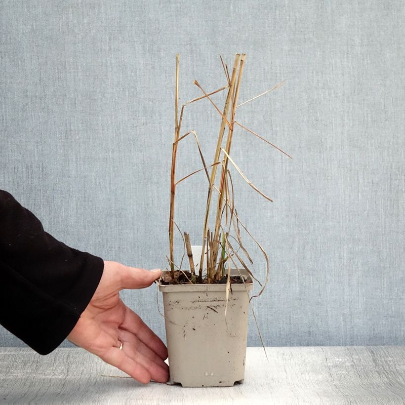 Miscanthus sinensis Sarabande - Silvergrass 8/9 cm pot sample as delivered in autumn