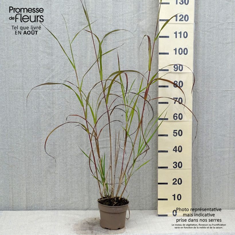 Miscanthus sinensis Silberfeder - Silvergrass 2L/3L pot sample as delivered in summer