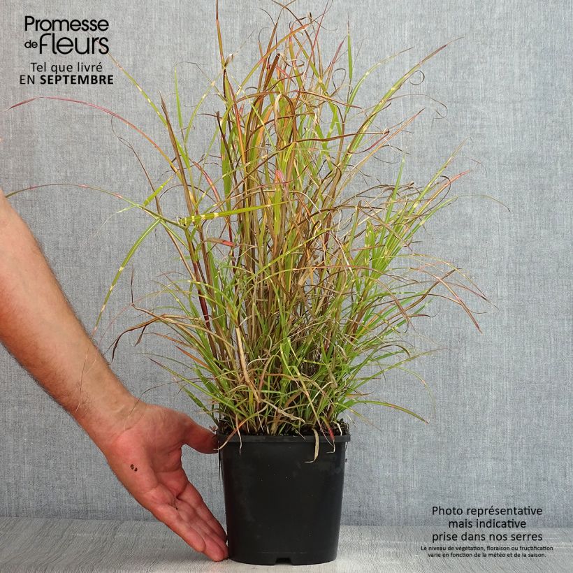 Miscanthus sinensis Strictus Dwarf - Silvergrass 2L/3L pot sample as delivered in summer