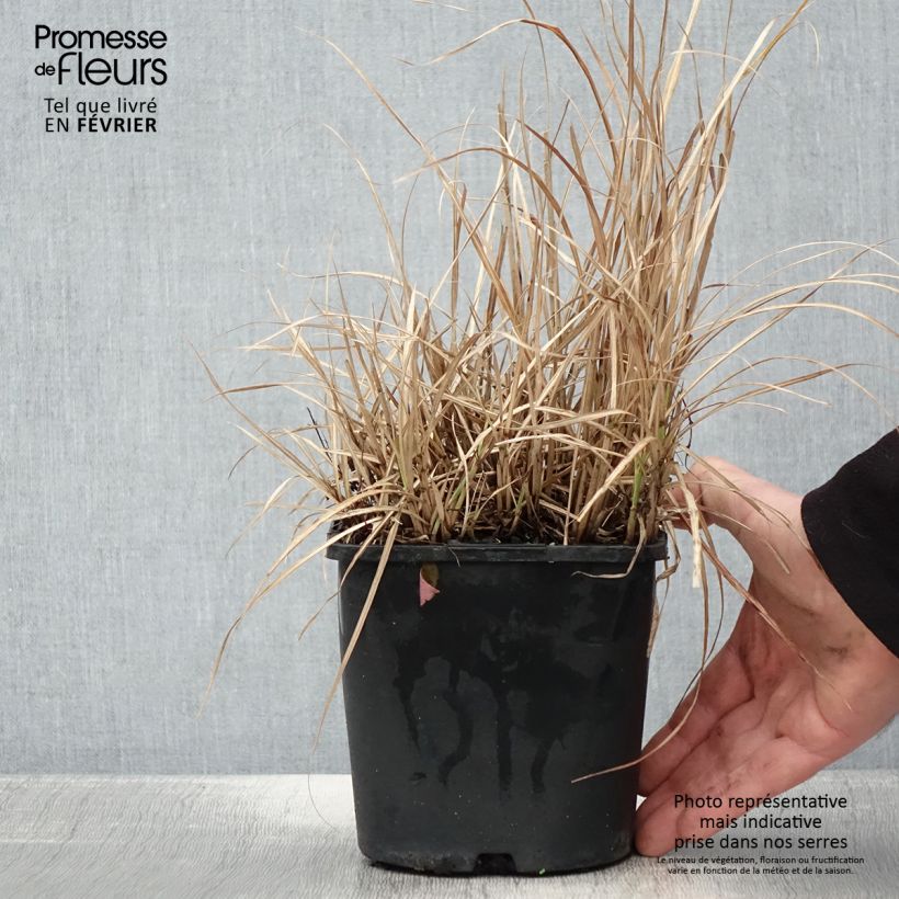 Miscanthus sinensis Strictus Dwarf - Roseau de Chine Pot de 2L/3L sample as delivered in winter