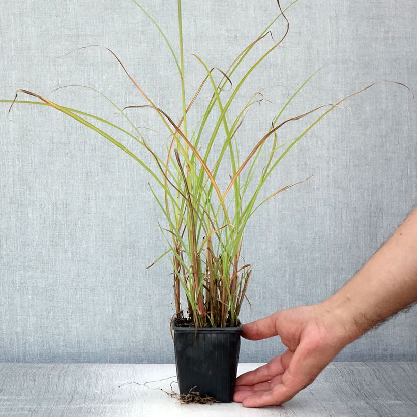 Miscanthus transmorrisonensis - Roseau de Chine Godet de 9cm sample as delivered in summer