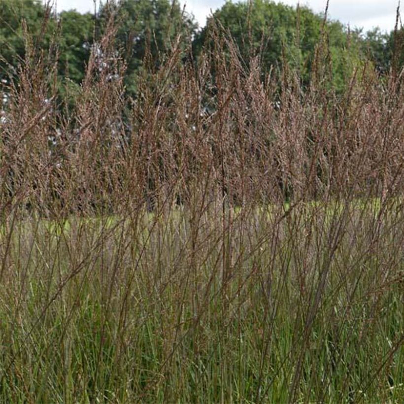 Molinia caerulea subsp. arundinacea Karl Foerster - Purple Moor-grass (Flowering)