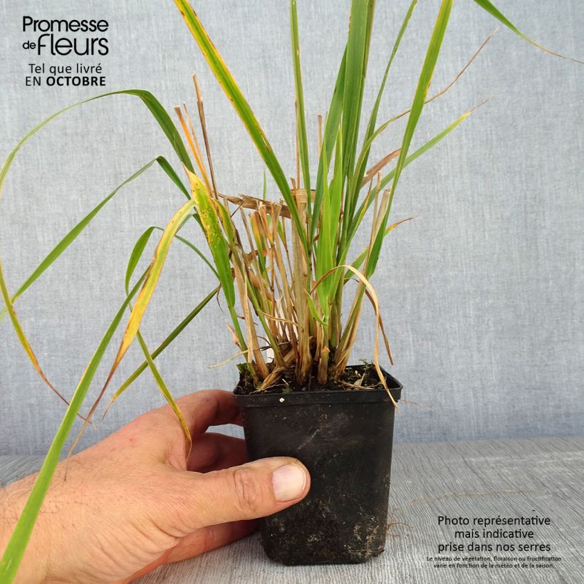 Molinia caerulea Windsaule - Purple Moor-grass 8/9 cm pot sample as delivered in autumn