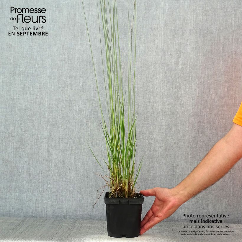 Molinia caerulea Edith Dudszus - Purple Moor-grass 2L/3L pot sample as delivered in summer