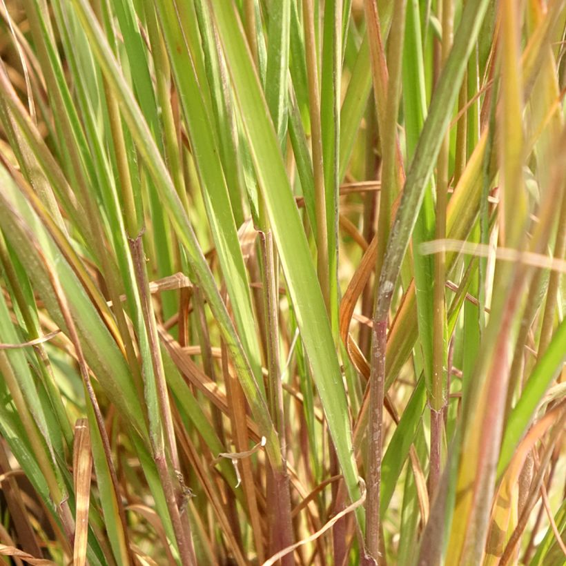 Molinia caerulea Edith Dudszus - Purple Moor-grass (Foliage)