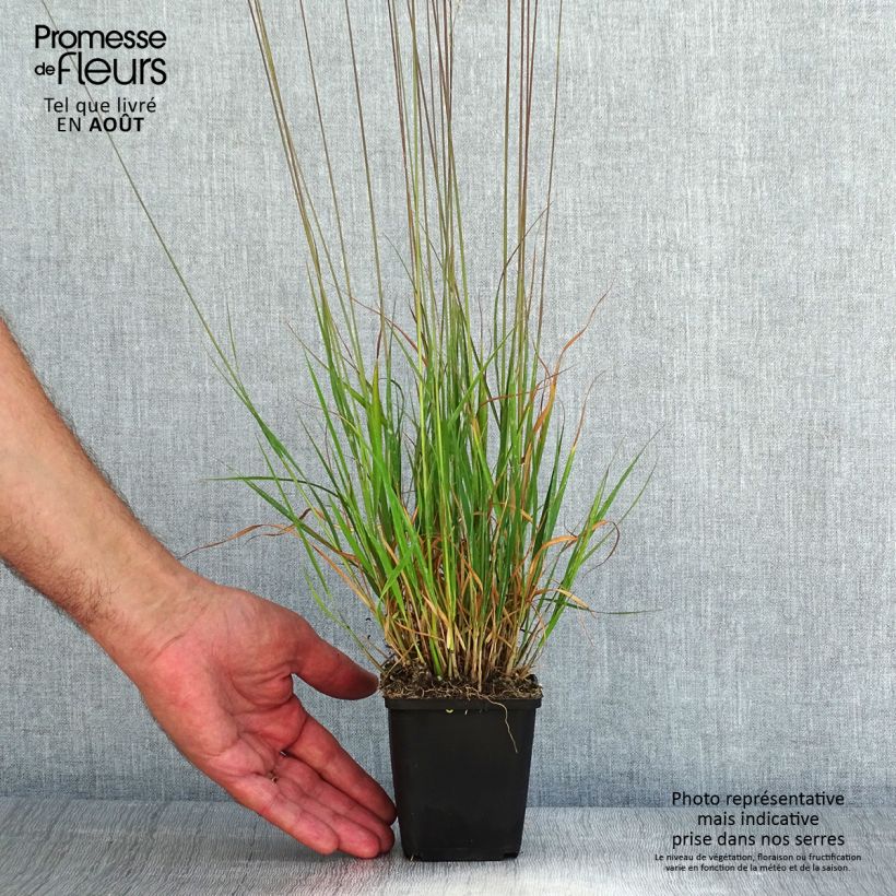 Molinia caerulea Moorflamme - Purple Moor-grass 8/9 cm pot sample as delivered in summer