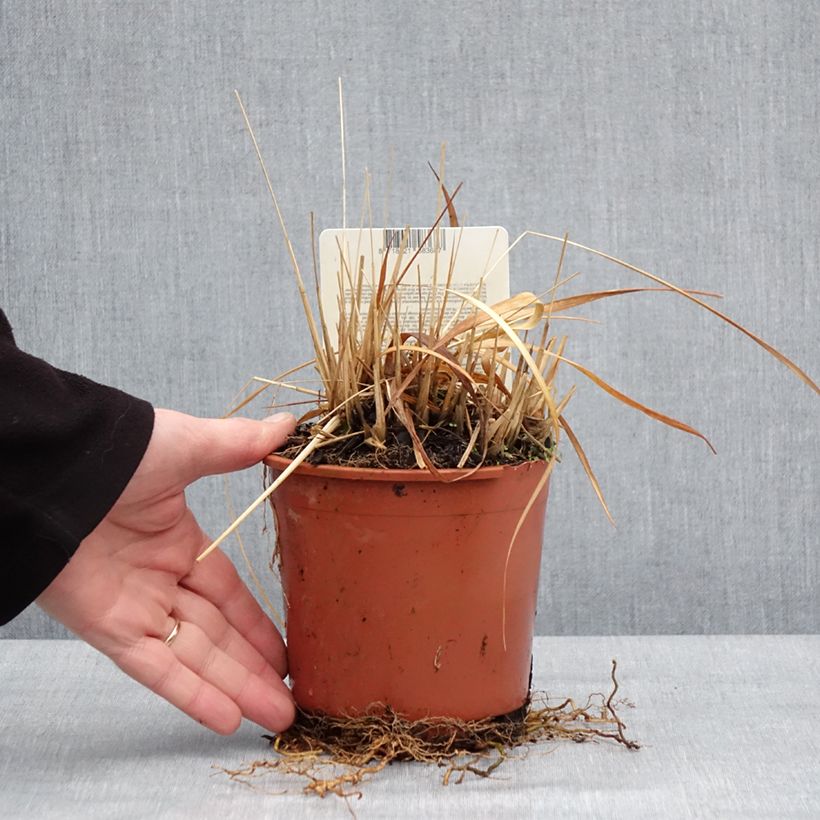 Molinia caerulea subsp. arundinacea Fontäne - Purple Moor-grass 1L/1.5L pot sample as delivered in winter