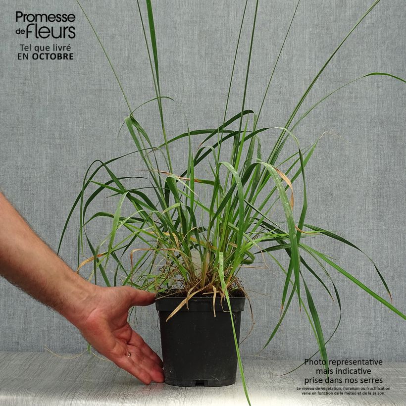 Molinia caerulea ssp arundinacea Skyracer en pot de 2/3 litres sample as delivered in autumn