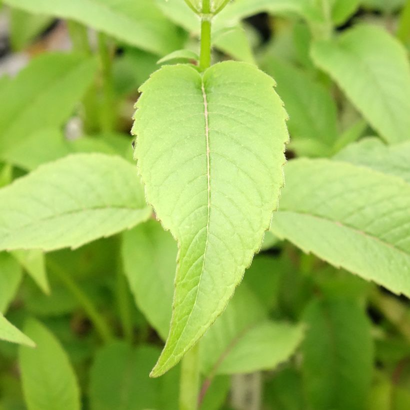 Monarda Beauty of Cobham - Beebalm (Foliage)