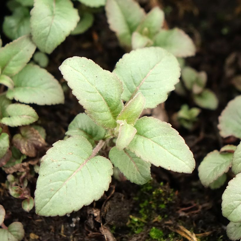 Monarda Beauty of Cobham - Beebalm (Foliage)