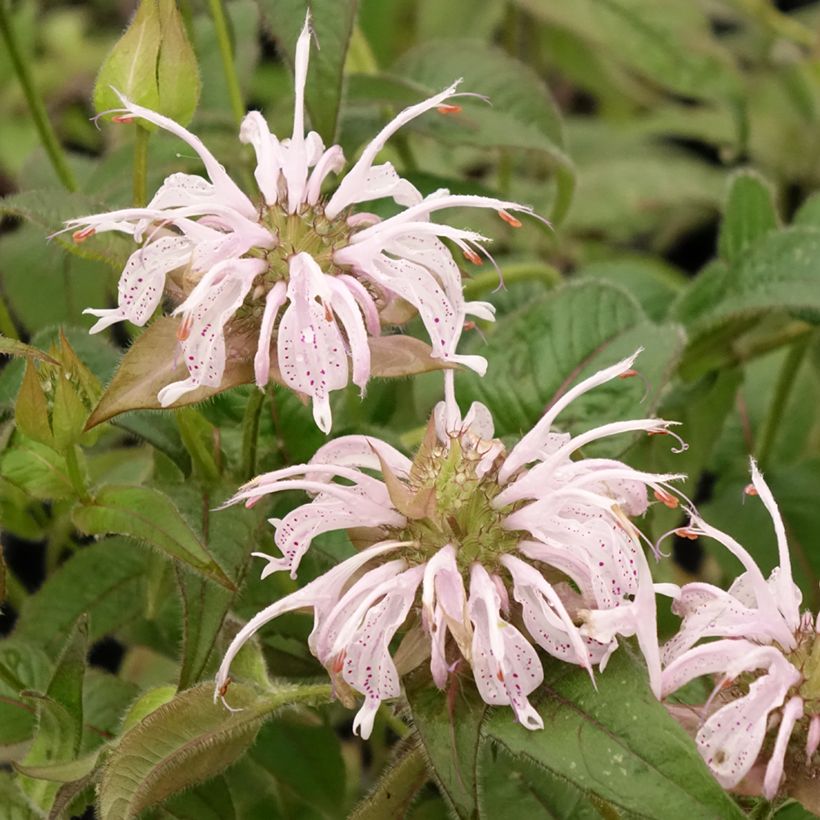 Monarda bradburiana - Beebalm (Flowering)