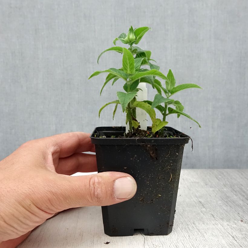 Monarda didyma Cranberry Lace - Beebalm 8/9 cm pot sample as delivered in summer