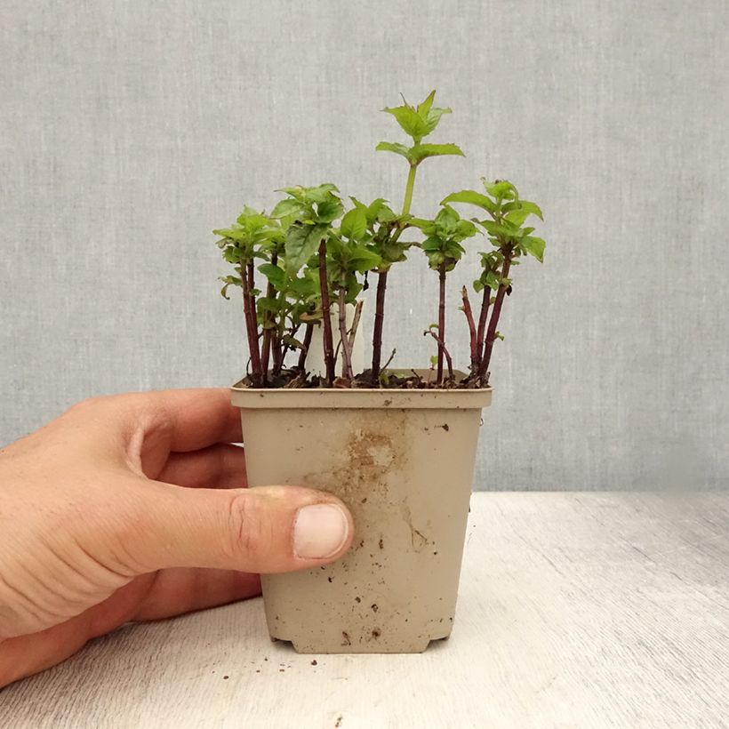 Monarda Petite Delight - Beebalm 8/9 cm pot sample as delivered in summer