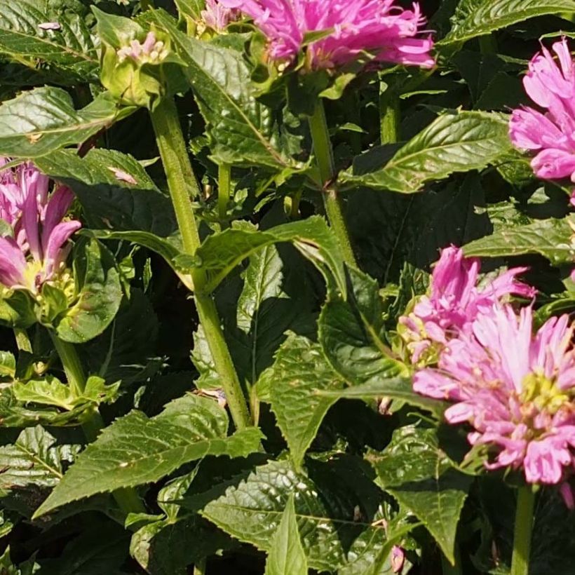 Monarda didyma Pink Lace - Beebalm (Foliage)