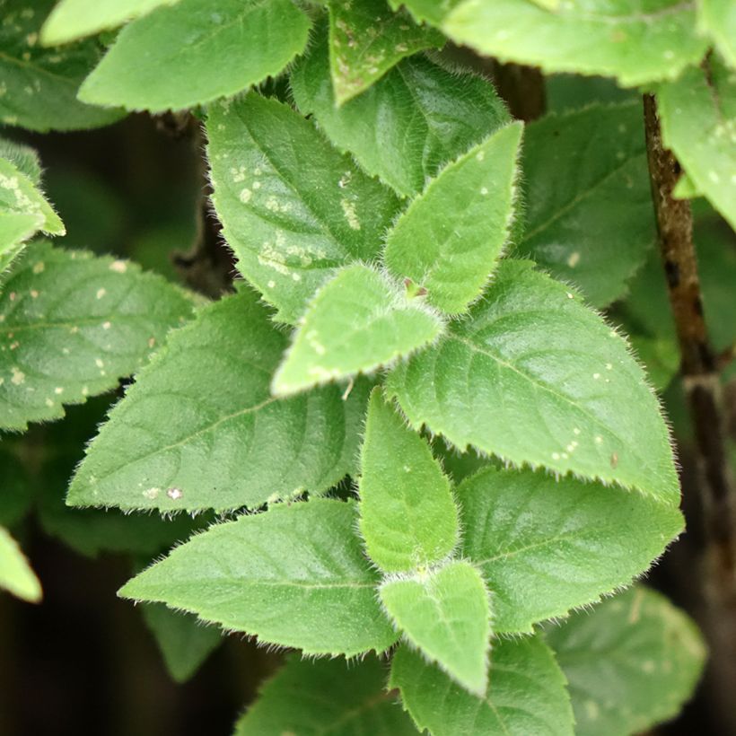 Monarda didyma Sugar Buzz Pink Frosting (Foliage)
