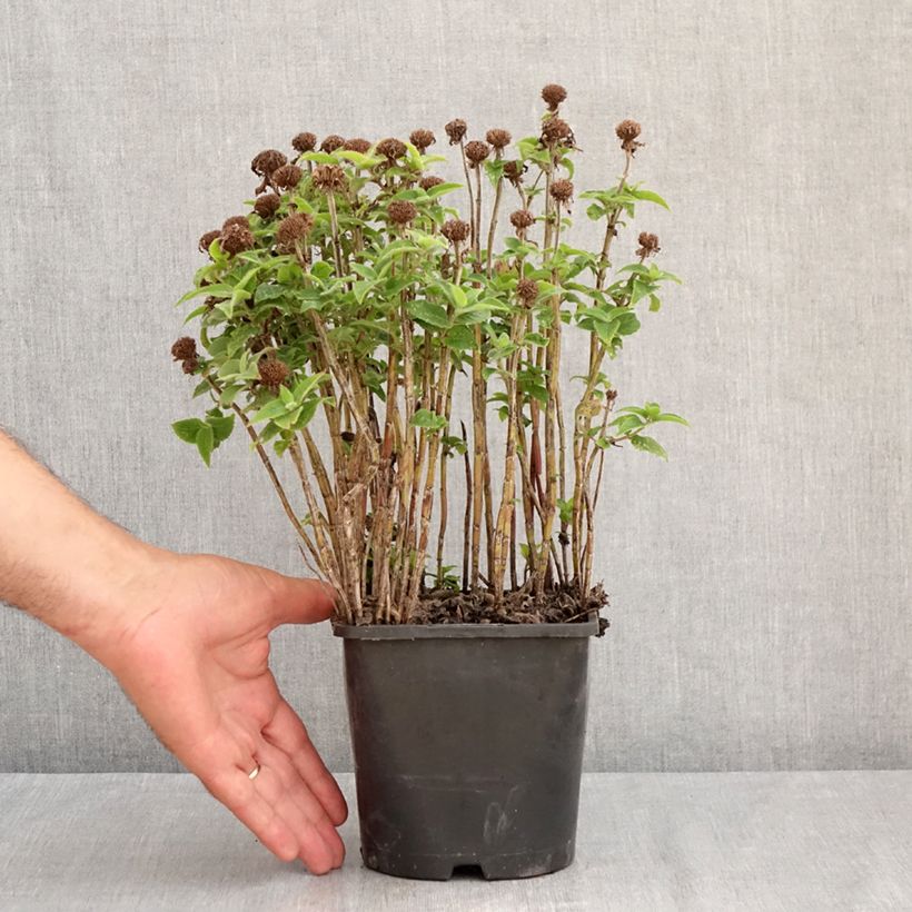 Monarda didyma Sugar Buzz Pink Frosting 1.5L/2L pot sample as delivered in summer