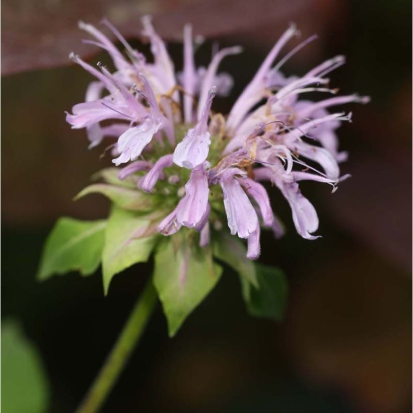 Monarda Beauty of Cobham - Beebalm (Flowering)