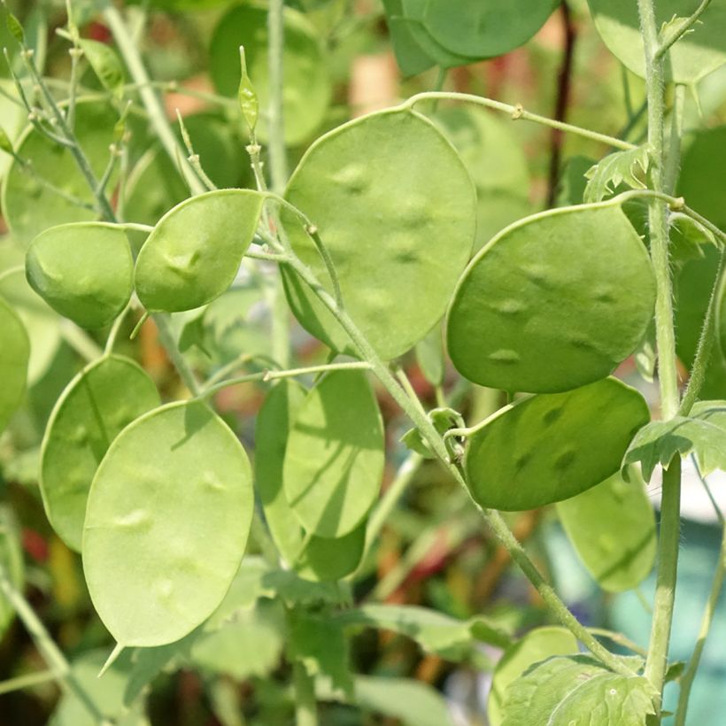 Lunaria annua Alba (Foliage)